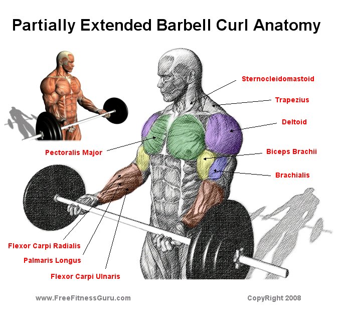 Barbell Curls Work What Muscles At Carmen Pitt Blog